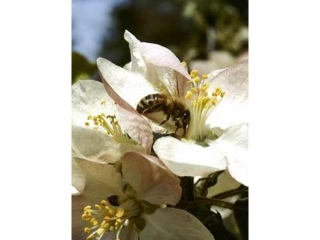 Free Book - The Pollinator Profiles: Volume 1