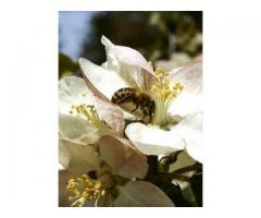 The Pollinator Profiles: Volume 1