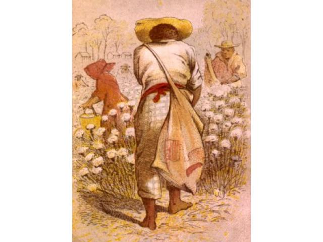 Free Book - Cotton Slave