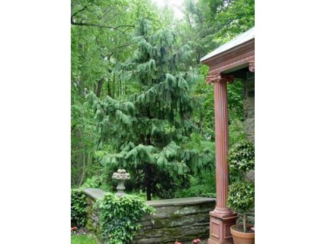 Free Book - Evergreen Trees and Shrubs