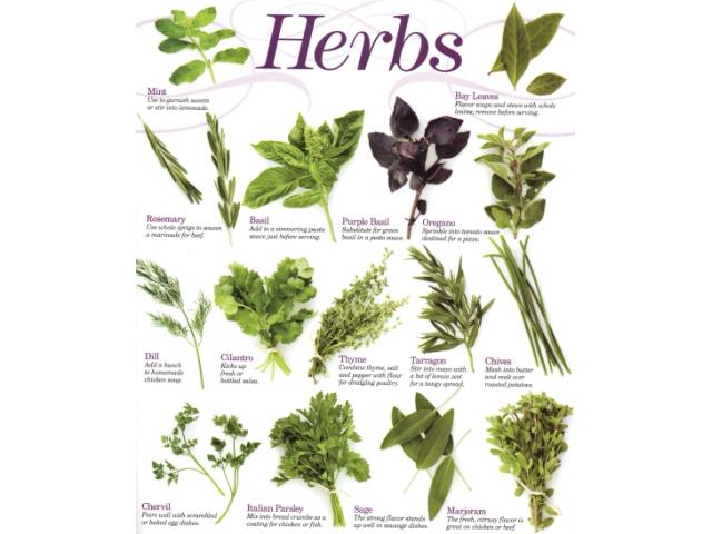 Free Book - Herbs