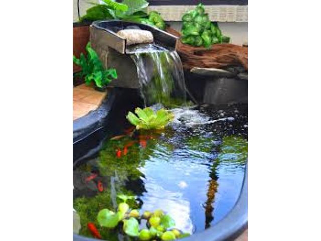 Free Book - Garden Pond