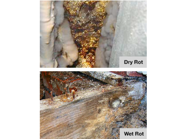 Free Book - Dry Rot and Wet Rot