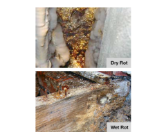 Dry Rot and Wet Rot